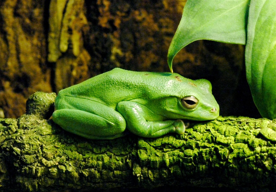 Botanischer Garten/Biosphäre