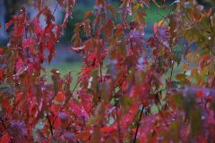 Herbstschauer