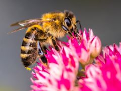 Blümchen mit Bienchen (mit Anhang)