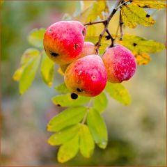 Früchte des Speierlings im Spätherbst