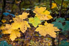 herbstliches Blattwerk