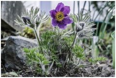 Pulsatilla