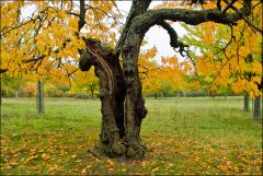 alter Kirschbaum im Herbst