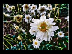 Herbstblumen