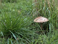 Pilz im Gras