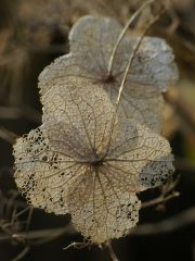 Pancolar 1,8/50 mit Raynox 150/250