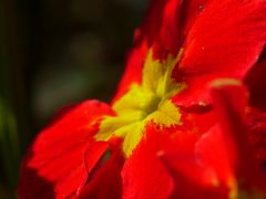 Pancolar 1,8/50 mit Raynox 150/250