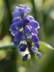 Pancolar 1,8/50 mit Raynox 150/250