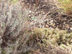 Sony NEX-6, AVCHD FullHD 50p