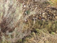 Canon Powershot G12, MOV HD 25p