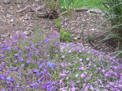 Videovergleich GoPro Hero 3 / Sony NEX-6