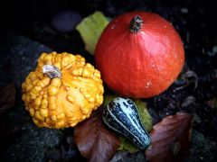 8233705807 3f70b6c5a7 bcs5