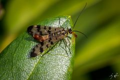 Mir unbekanntes Fluginsekt mit skorpionähnlichem Stachel.