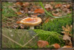 Pilz
