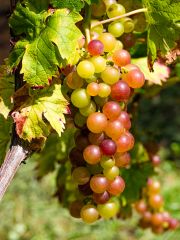 Gewürztraminer