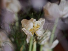 Versuch mit dem 70/1,7