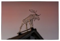 Moose on the roof
Bar Habor / Maine