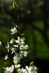 DSC0600