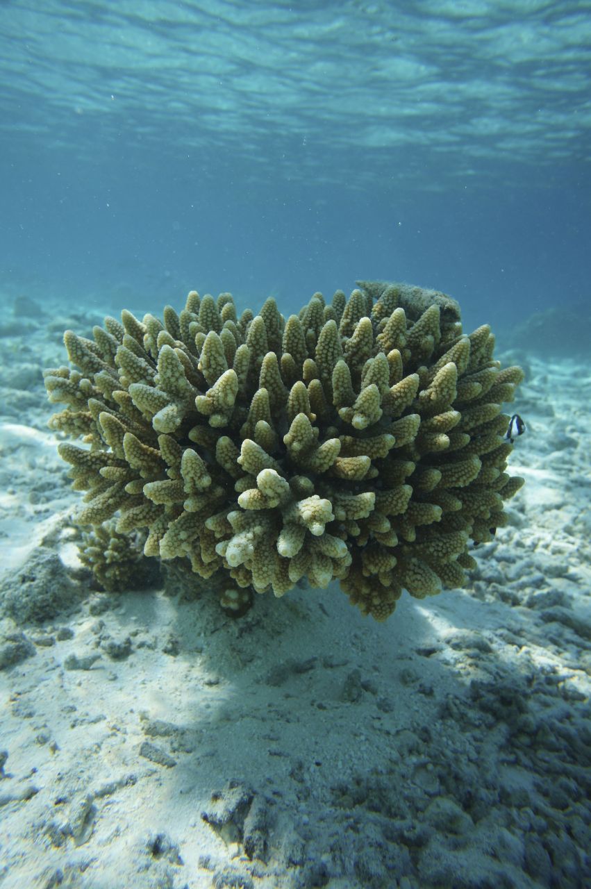 Meike UW-Gehäuse mit Nex