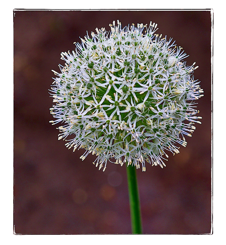 alles neu macht der Mai