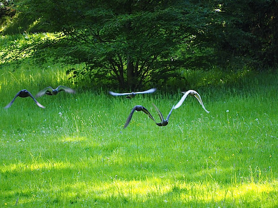 Vogelpracht im Park an der Oos