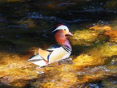 Ein noch schönerer Erpel - Wer ist wohl der Schönste im ganzen Land?