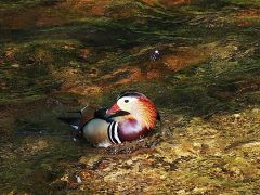 Erpel-Solo in der Oos