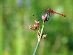 Kleine Libelle mit den Sigma 60mm