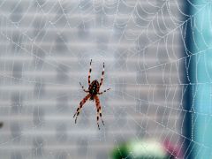 Kreuzspinne im Herbstnebel