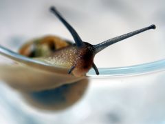 Noch eine Schnecke im Glas