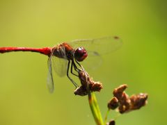 Mittelgroße Libelle mit 40-150mm Oly. Zoom und Achromat