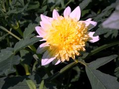 Dalienblüte in der Abendsonne