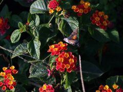 Schwärmer Taubenschwänzchen