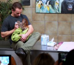 Orangutanbaby Rieke im Zoo Berlin