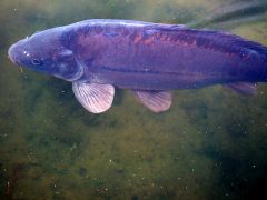 Karpfen "blau" lebend
