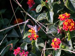 Schwärmer Taubenschwänzchen