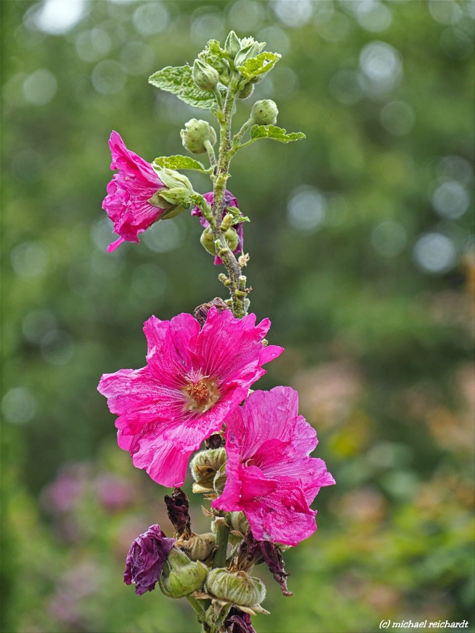 Hotcoffee (Mikes) Album