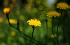 Gelbe Wildpflanzen in den Weinbergen