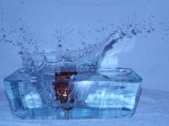 Kiwi beim Kopfsprung