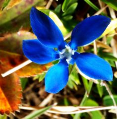 Blaue Blume PS1