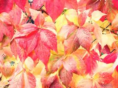 Herbst