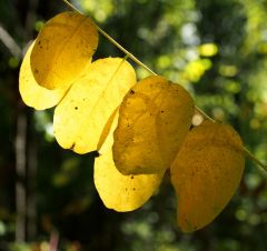 Bunter Herbst PS2