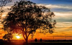 golden tree