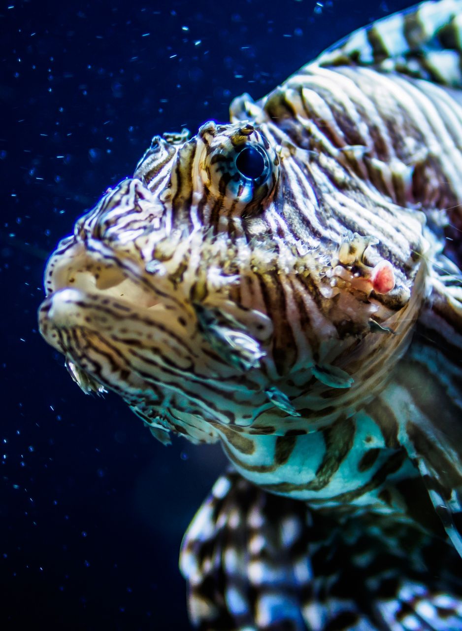 Berliner Zoo u. Aquarium