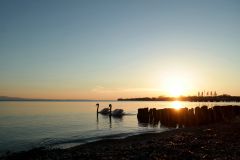 Sonnenuntergang am Bodensee mit Langhalsvögeln :) 2015 04 19 SAM20787