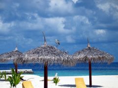 Insel-Reiher