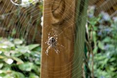fette Spinne
