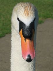 strenger Blick