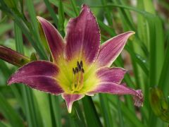 dunkelrot mit gelbem Schlund