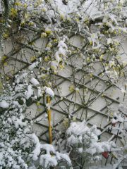 Winterjasmin